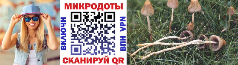 Псилоцибиновые грибы Psilocybe  купить   Учалы 
